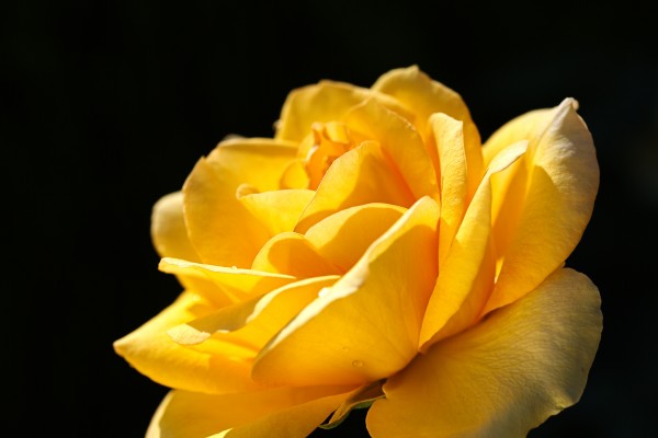 Rose Glowing Yellow by Joy Watson